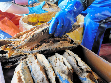 大阪・関西万博で好評…熟成「へしこ」樽上げ真っ盛り　福井県美浜町の特産「一軒一軒、味が違う」 | 社会 | 福井のニュース | 福井新聞ONLINE