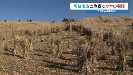 万博パビリオンにも採用「阿蘇のカヤ」収穫　“野焼き”のリスク軽減と農家の冬の収入源 | 熊本のニュース｜RKK NEWS｜RKK熊本放送 (1ページ)