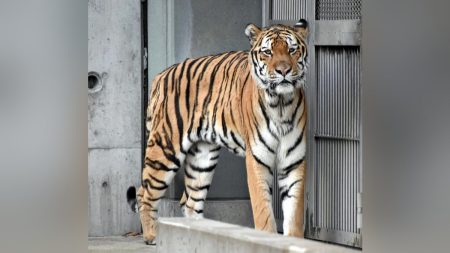 大阪市の天王寺動物園、猛暑でもアムールトラが快適に遊べるよう「ミストシャワーつきデッキ」設置計画…CFに反響「ショウヘイが幸せに暮らせる助けになれば」 : 読売新聞