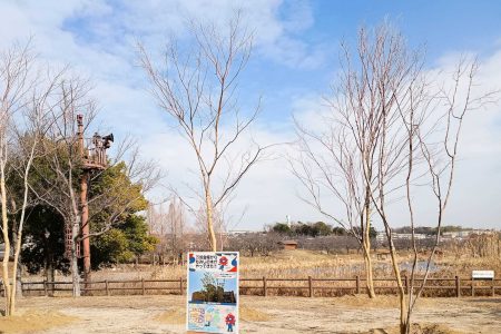 大阪・関西万博ポーランドパビリオンの「もみじの木」が打上川治水緑地にやってきてる - 寝屋川つーしん