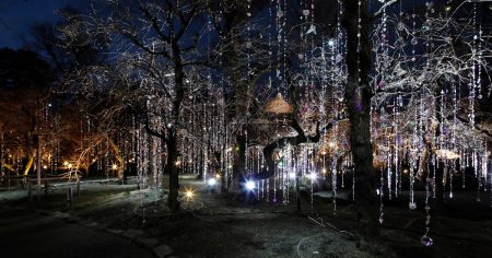 「KYOTO NIPPON FESTIVAL 2026 -時をこえ、華ひらく庭-」（北野天満宮）レポート。蜷川実花 with EiM が織りなす光と花の庭へ｜美術手帖