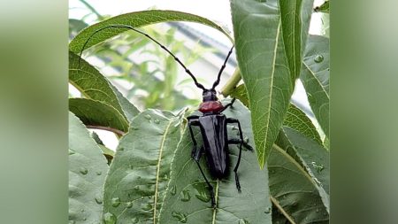 特定外来生物 クビアカツヤカミキリ 拡散防げ！「幼虫で見つけて駆除」…成虫は電車や車に乗って広く移動も : 読売新聞