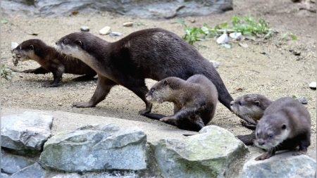 「キュー、キュー」鳴きながら母追う４匹のカワウソ赤ちゃん…高知県立のいち動物公園の飼育担当「暖かくなれば泳ぐ姿が見られるかも」 : 読売新聞