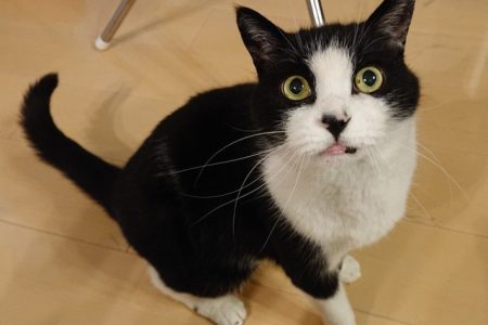 ネコの経済効果は約3兆円 大阪・関西万博に匹敵 経済効果研究の第一人者が推定 - ライブドアニュース