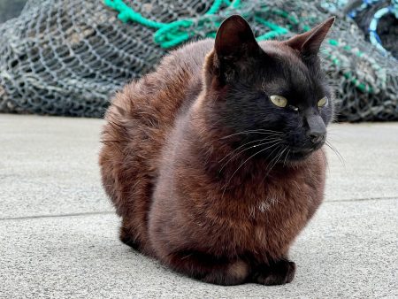 拡大続ける「ネコノミクス」　各業界の動きは | あらたにす