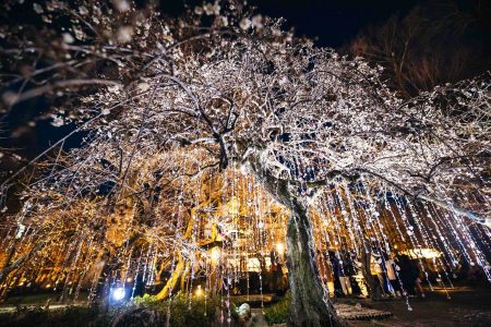 蜷川実花with EiM、京都・北野天満宮で『時をこえ、華ひらく庭』開幕――梅苑の季節を体感する異世界 | SPICE - エンタメ特化型情報メディア スパイス