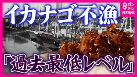 「頼むから獲れて」関西の春の風物詩“イカナゴ”に危機　「過去最低レベル」の不漁で大阪湾では3年連続の“自主禁漁”　海水温上昇で冬眠ならぬ“夏眠”できず|au Webポータル芸能ニュース