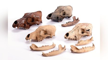 出土した骨をもとに弥生犬復元へ「弥生人＋ワン！事業」推進…弥生人の顔復元に続き鳥取県が取り組み : 読売新聞