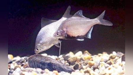 淀川 直近３年の調査で生息数ゼロ、日本固有の淡水魚の復活に関係機関が尽力…天敵のブラックバスやブルーギル以外にも近年急増するあの生物にも原因が : 読売新聞