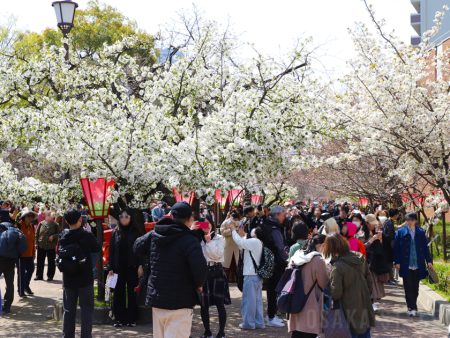 大阪の春の風物詩「造幣局 桜の通り抜け」開催へ　今年も事前申込制 – OSAKA STYLE