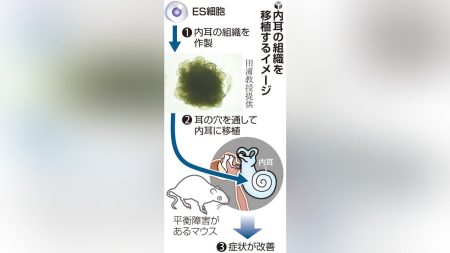 平衡感覚に障害あるマウス、ES細胞から作った内耳の組織移植で改善…京大・藍野大のチームがiPS細胞使った人への治療目標に : 読売新聞