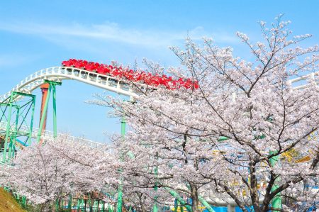 まもなく桜が開花！ ひらかたパーク「お花見遊園地」がはじまります | 京阪電気鉄道株式会社