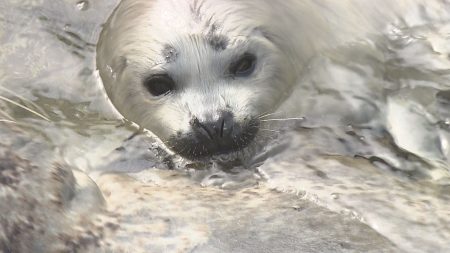 大人気　ゴマフアザラシの赤ちゃん「白くてめっちゃ小さい」3連休初日　うみたまご賑わう　大分 | TOSオンライン