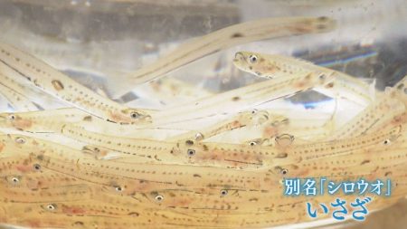 日本海に春を告げる「いさざ漁」張り網をして籠に追い込む“落とし網漁”が風物詩　京都・舞鶴市（2026年3月21日掲載）｜YTV NEWS NNN